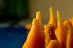 Carrot Towers